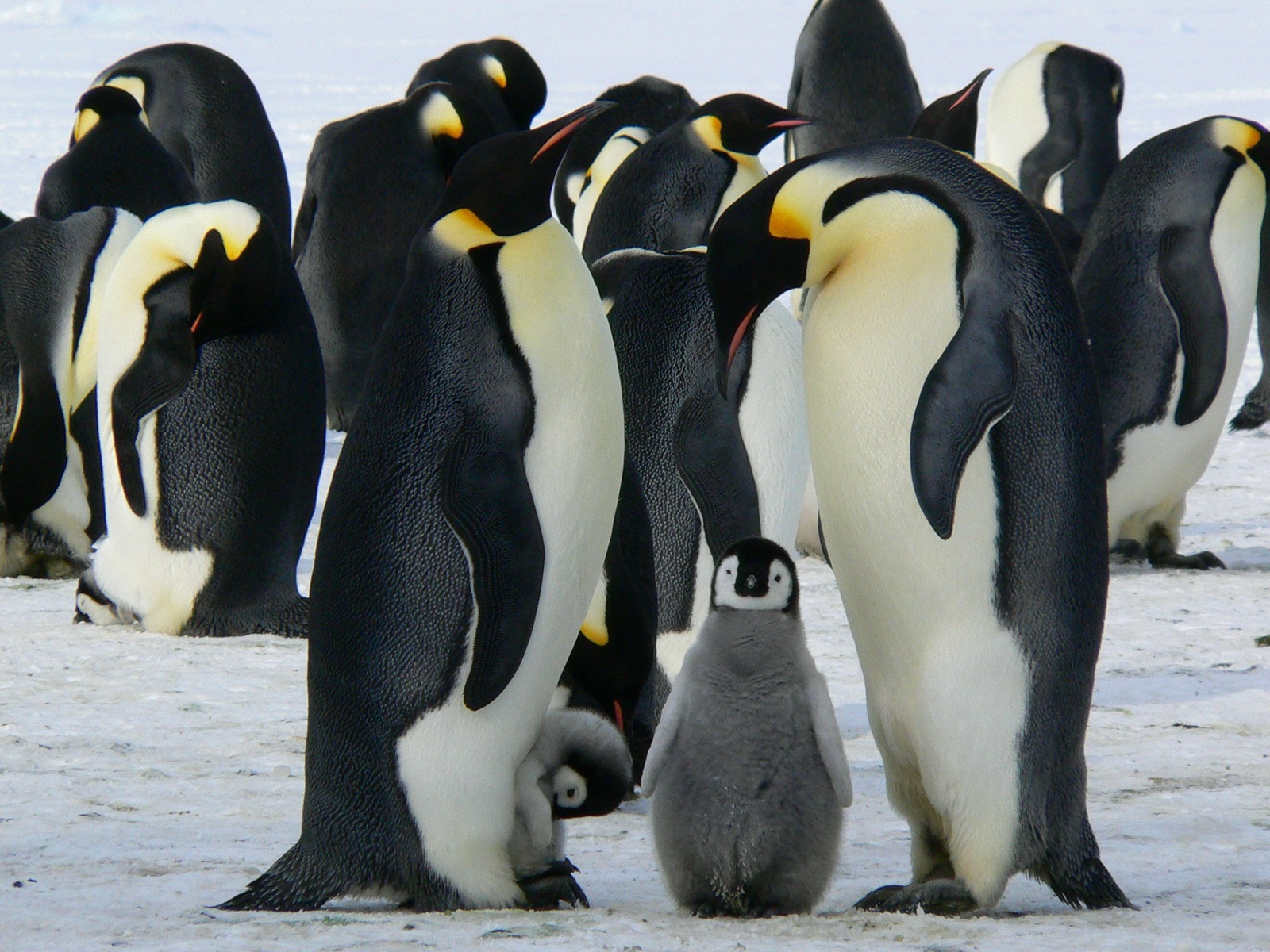Antarctica